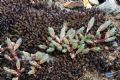 Petrosedum amplexicaule